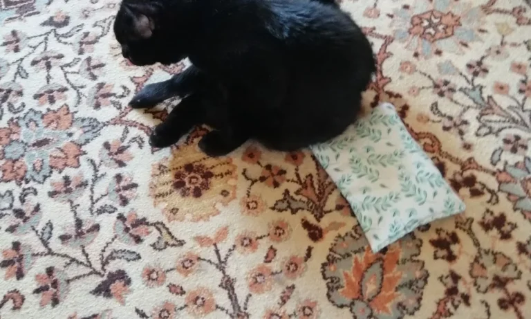 Katzenpraxis Wuppertal GmbH