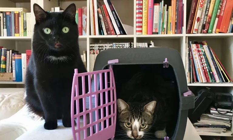 Katzenpraxis Wuppertal GmbH