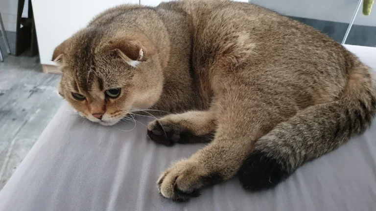 Katzenpraxis Wuppertal GmbH