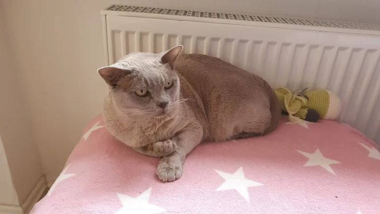 Katzenpraxis Wuppertal GmbH