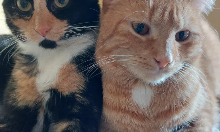 Katzenpraxis Wuppertal GmbH