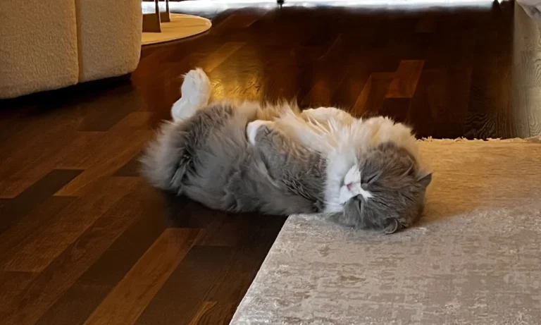 Katzenpraxis Wuppertal GmbH