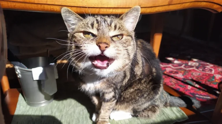 Katzenpraxis Wuppertal GmbH