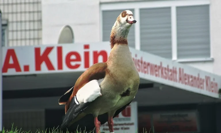 KFZ-Meisterwerkstatt Alexander Klein