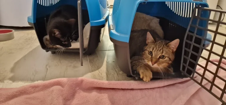 Kleintierarztpraxis Jamans