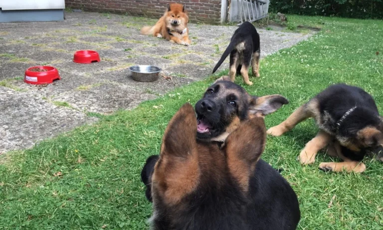 Kleintierarztpraxis Jamans