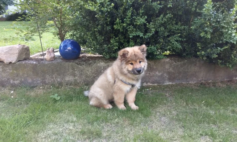 Kleintierarztpraxis Jamans