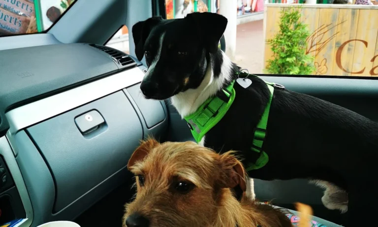 Kleintierarztpraxis Jamans