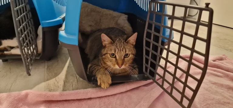 Kleintierarztpraxis Jamans