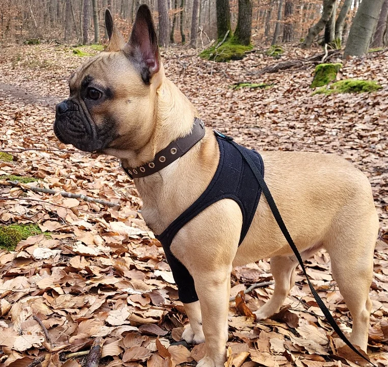 Kleintierorthopädie Wiesbaden