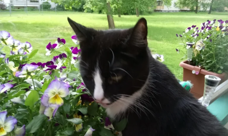 Kleintierpraxis am Großen Garten