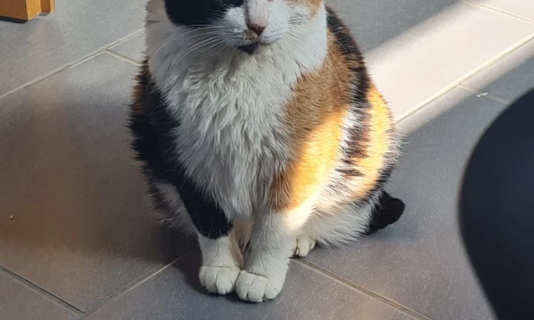 Kleintierpraxis Am Heerbusch GmbH