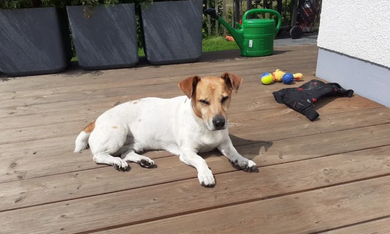 Kleintierpraxis Am Heerbusch GmbH