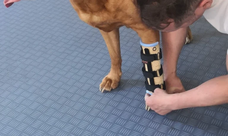 Kleintierpraxis Am Heerbusch GmbH