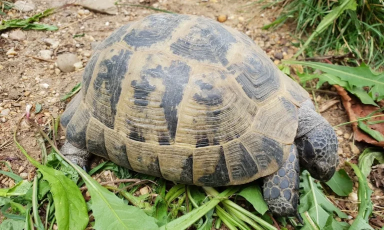 Kleintierpraxis Am Heerbusch GmbH