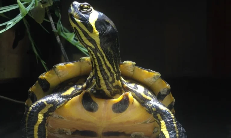 Kleintierpraxis Am Heerbusch GmbH