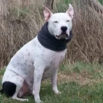 Kleintierpraxis Am Rotdorn