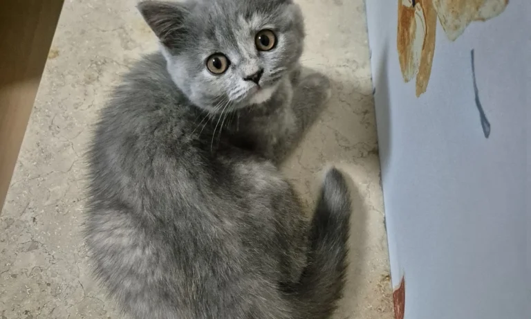 Kleintierpraxis Amin GmbH