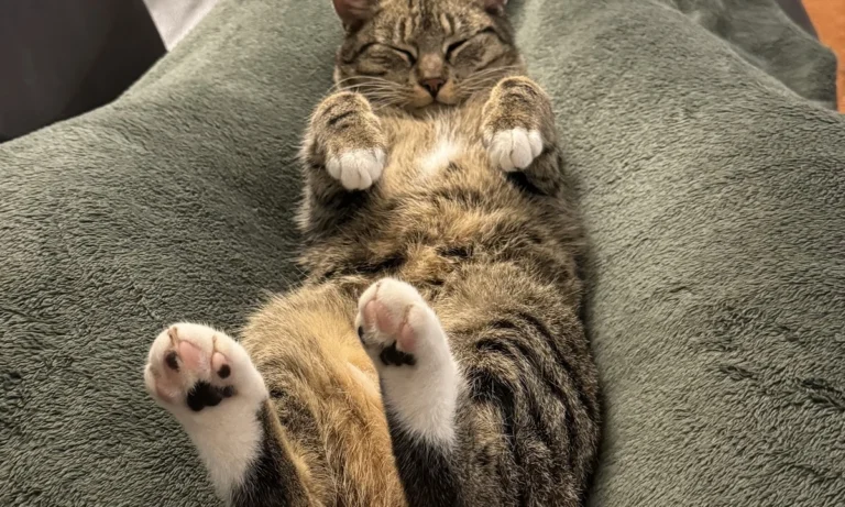 Kleintierpraxis Amin GmbH