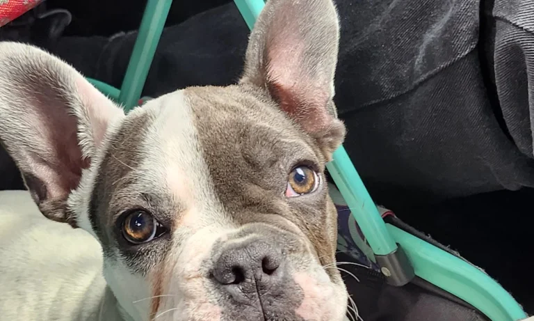 Kleintierpraxis Amin GmbH