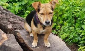 Kleintierpraxis Astrid Köhnen