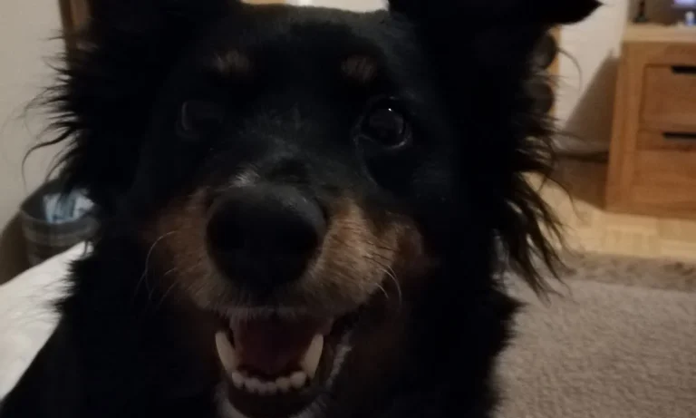 Kleintierpraxis auf der RÜ - Tierärztin Livia Schwigat