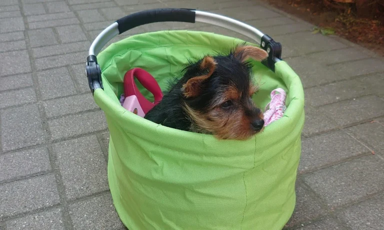 Kleintierpraxis Dipl. med. vet. Carla Baldauf