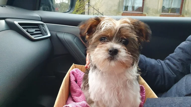 Kleintierpraxis Dipl. med. vet. Carla Baldauf