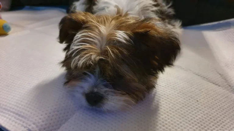 Kleintierpraxis Dipl. med. vet. Carla Baldauf