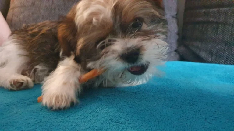 Kleintierpraxis Dipl. med. vet. Carla Baldauf