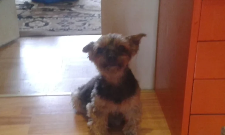 Kleintierpraxis Dr. A. Ranzinger