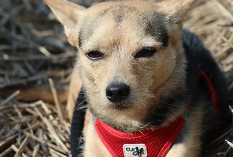 Kleintierpraxis Dr. Andrea Welz