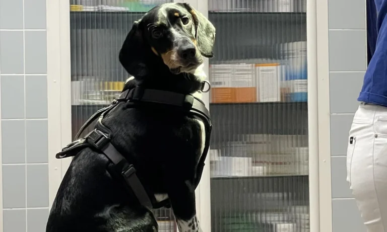 Kleintierpraxis Dr. Andrea Welz