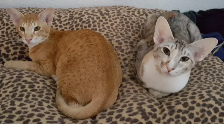 Kleintierpraxis Dr. Andrea Welz