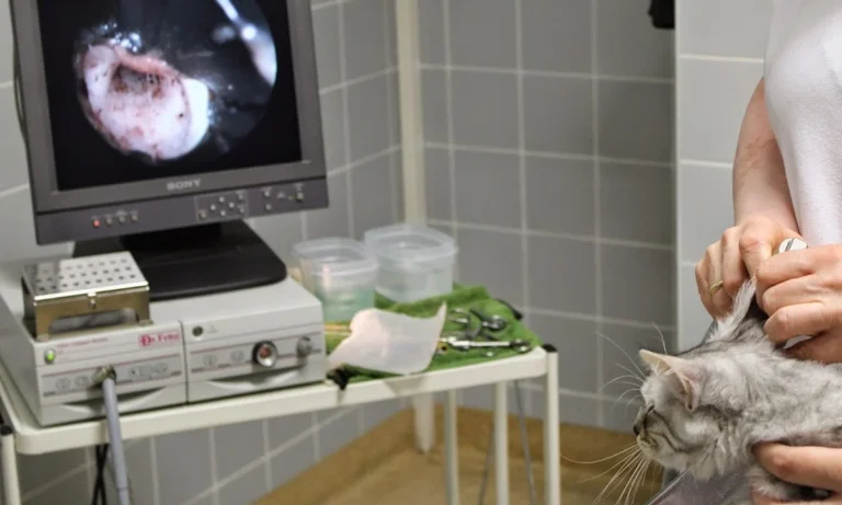 Kleintierpraxis Dr. Andrea Welz