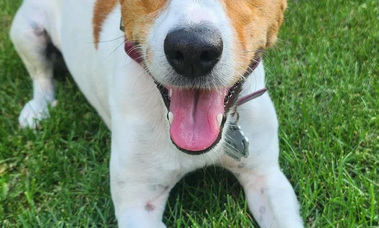 Kleintierpraxis Dr. Cavalcanti | VETPETCARE