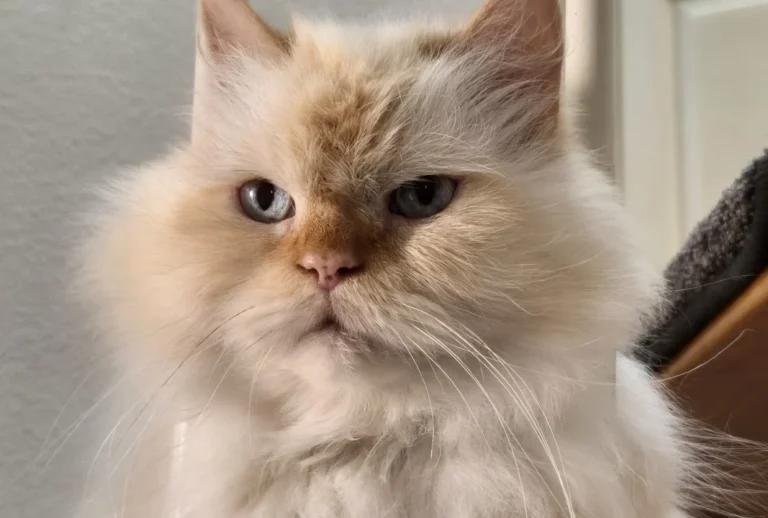 Kleintierpraxis Dr. Cavalcanti | VETPETCARE