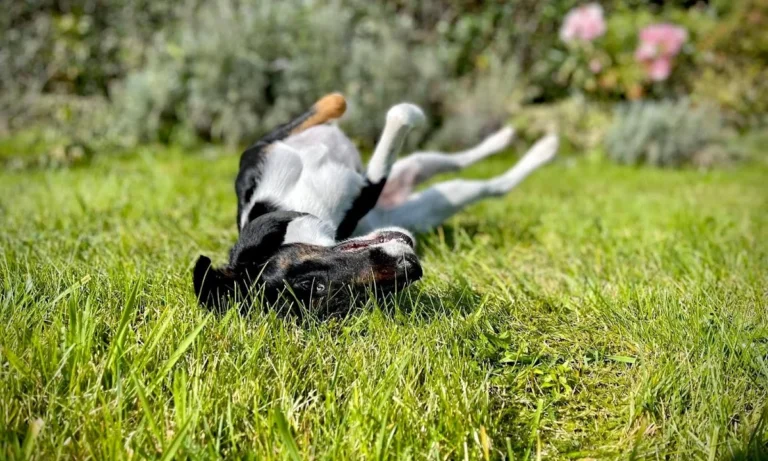 Kleintierpraxis Dr. Franziska Eschricht