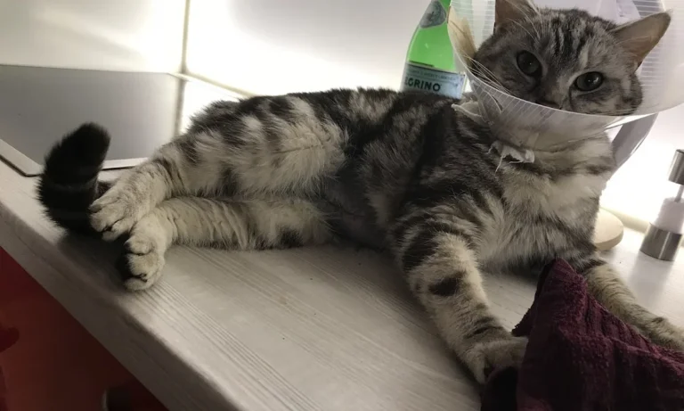 Kleintierpraxis Dr. Franziska Eschricht