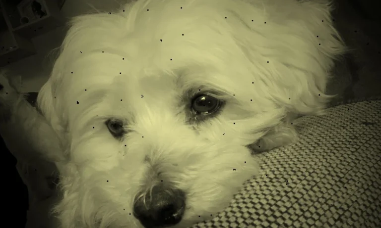 Kleintierpraxis Dr. Franziska Eschricht