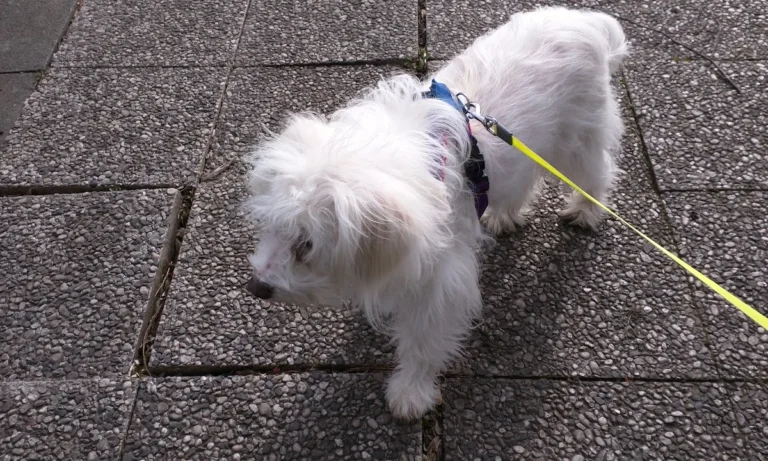 Kleintierpraxis Dr. Franziska Eschricht