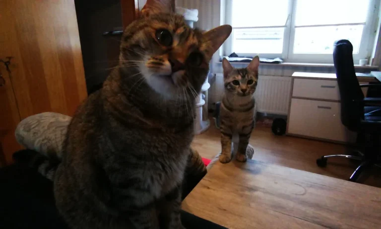 Kleintierpraxis Dr. Franziska Eschricht