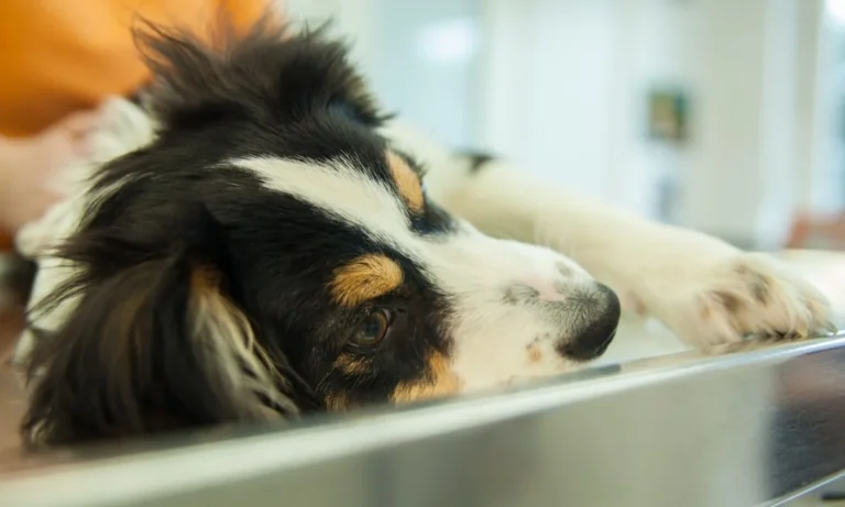 Kleintierpraxis Dr. Frederik Marquart