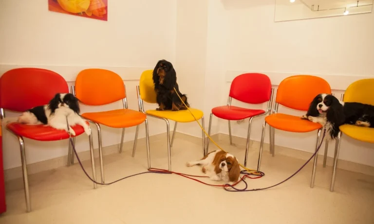 Kleintierpraxis Dr. Frederik Marquart