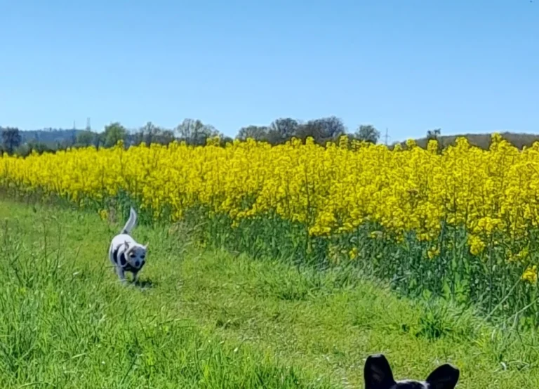 Kleintierpraxis Dr. Frederik Marquart