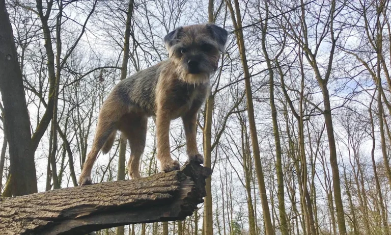 Kleintierpraxis Dr. Frederik Marquart