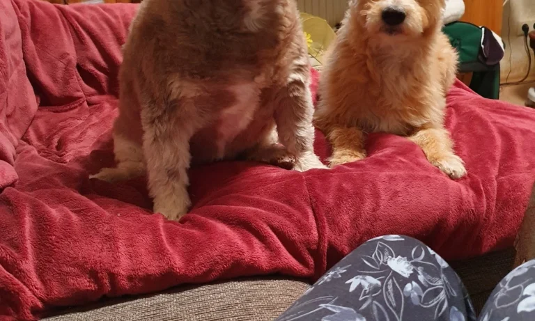 Kleintierpraxis Dr. Frederik Marquart