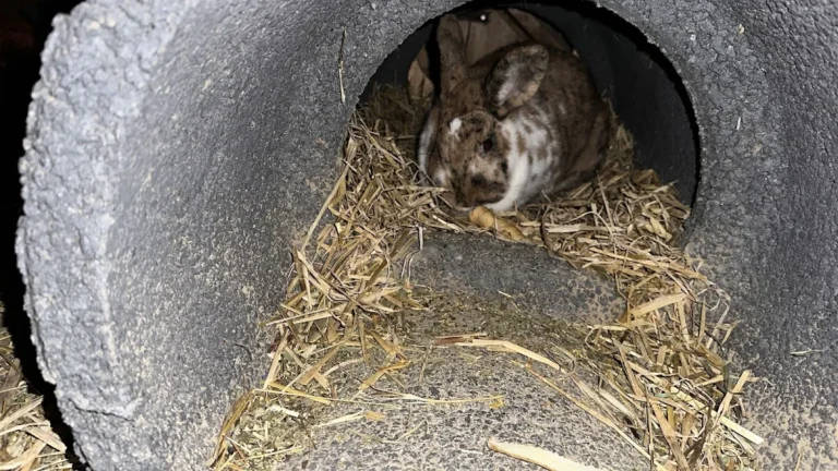 Kleintierpraxis Dr. Frederik Marquart