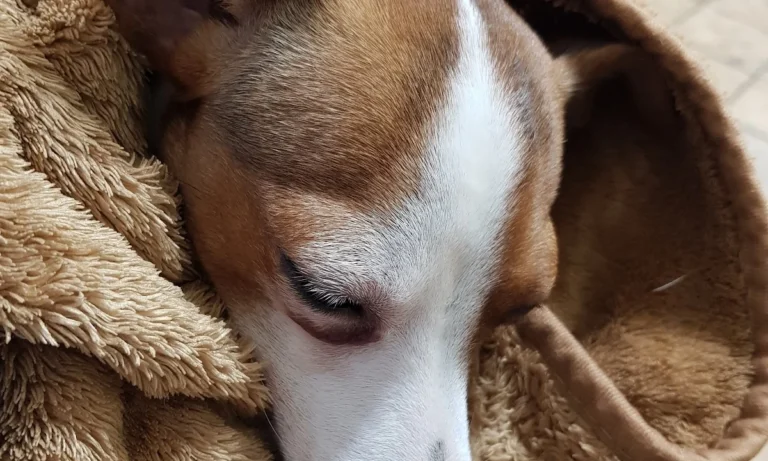 Kleintierpraxis Dr.Hartmut Metzlaff / Anke Adami-Metzlaff