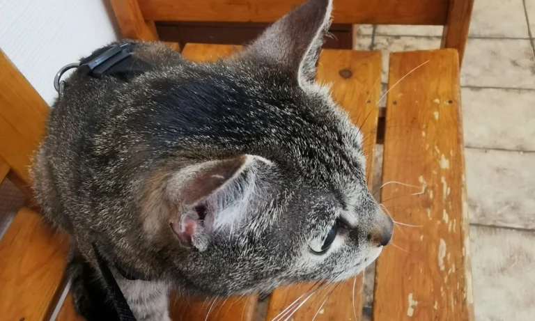 Kleintierpraxis Dr.Hartmut Metzlaff / Anke Adami-Metzlaff